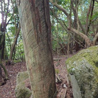 この木に引っ掻き傷が何箇所もあるのは動物のせいじゃないんだって小田山をいつも整備されて方に山中で会い　お話されてました
戦争中に軍の命令で当時の子供達がこの山の木の樹液をとって軍でつかう燃料にするため採取してたの事
こんな山の中にも戦争の跡があるんや