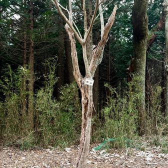 城山 標高743m🥰