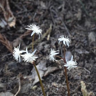 セリバオウレン
