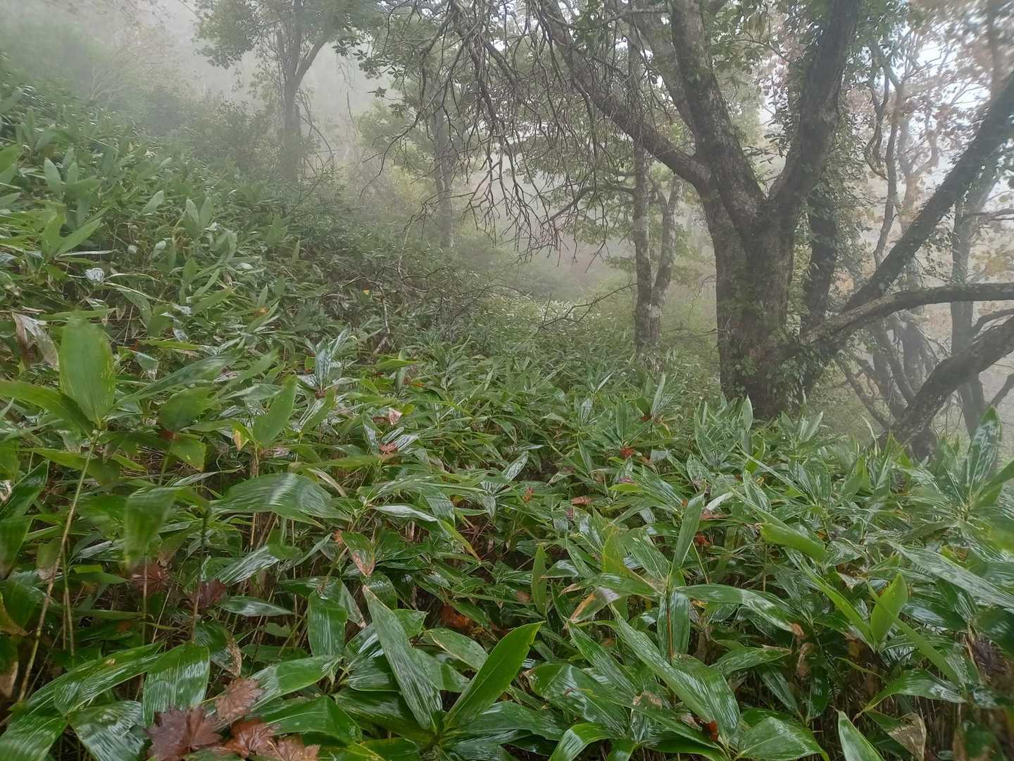 二昔ぶりのコースへ・・
前回は🚴でしたが、現状は、腹辺りまでの藪・・😢
トレースは有るが、藪で足元が見え無い・・