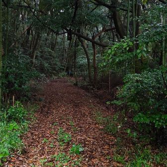 林道を進みます。