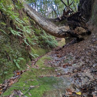 旧道で国道へ下る、雨上がりだとＮさんのステップ有難み爆増