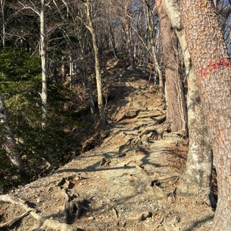 鍋割山荘からの下山は急登続き💦
登ってくるの大変だろうなぁ😰