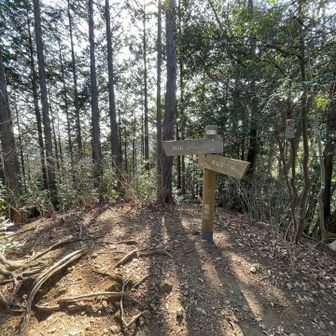 盆堀山の山頂に到着、展望なし。