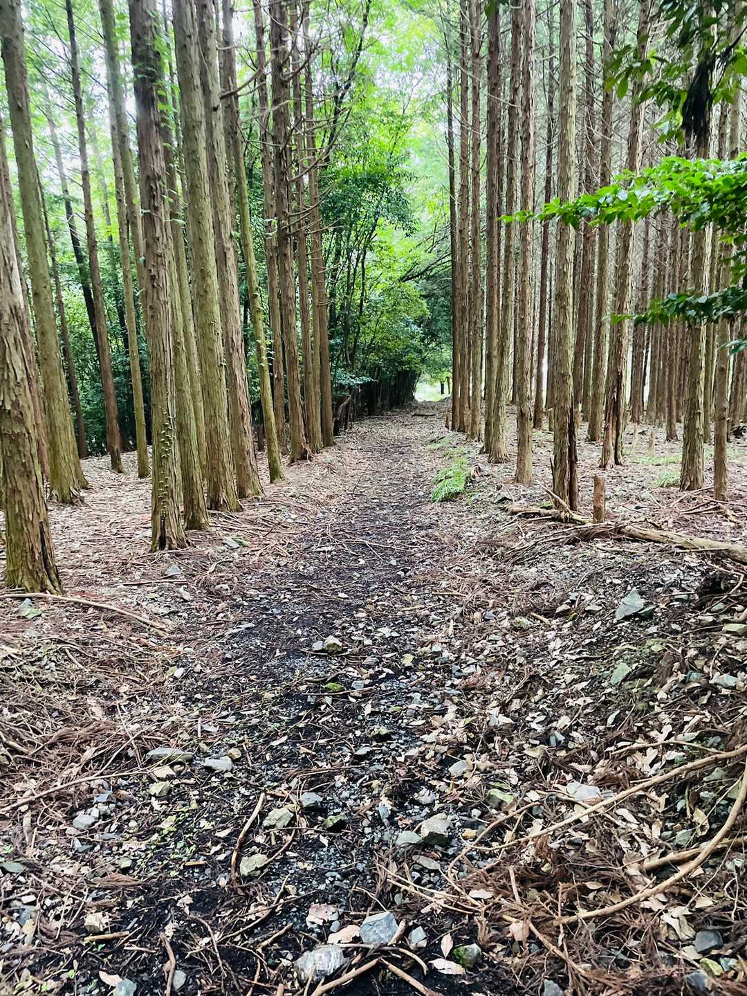 テープが沢山有るので安心して歩いてると破線ルートを大きく外れてたので少し焦りました。