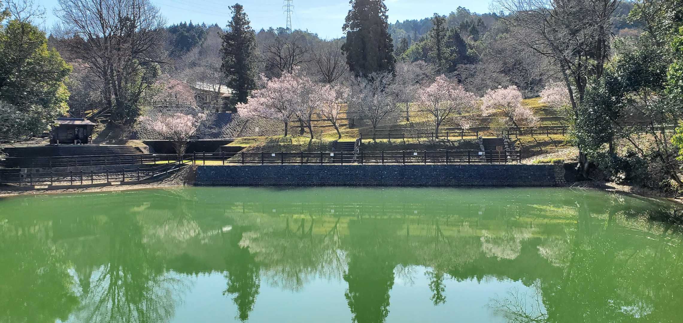 池に映った桜🌸
