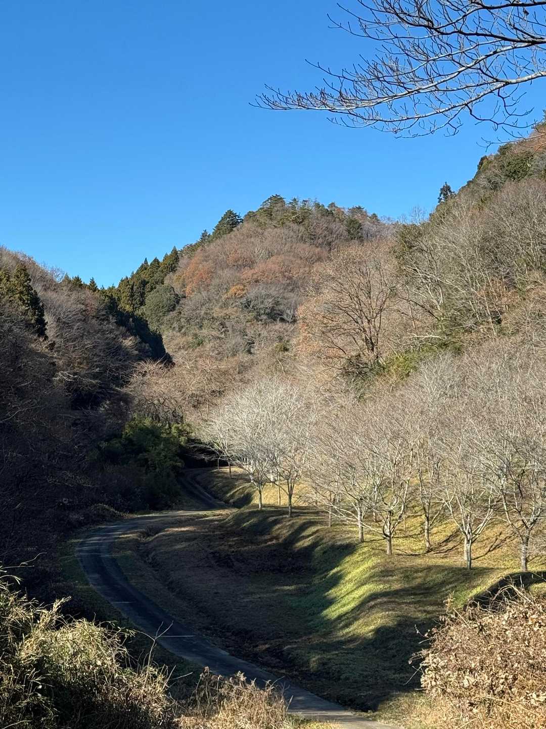 しだれざくら、ソメイヨシノ桜の木がいっぱい！春が楽しみですね🌸