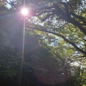 やや、太陽のシャー☀