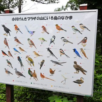 げんきプラザにいる鳥たち