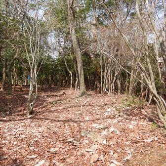 山頂はこんな感じ