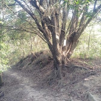 分岐を見落として帰路で来る分岐に先に来てました。
