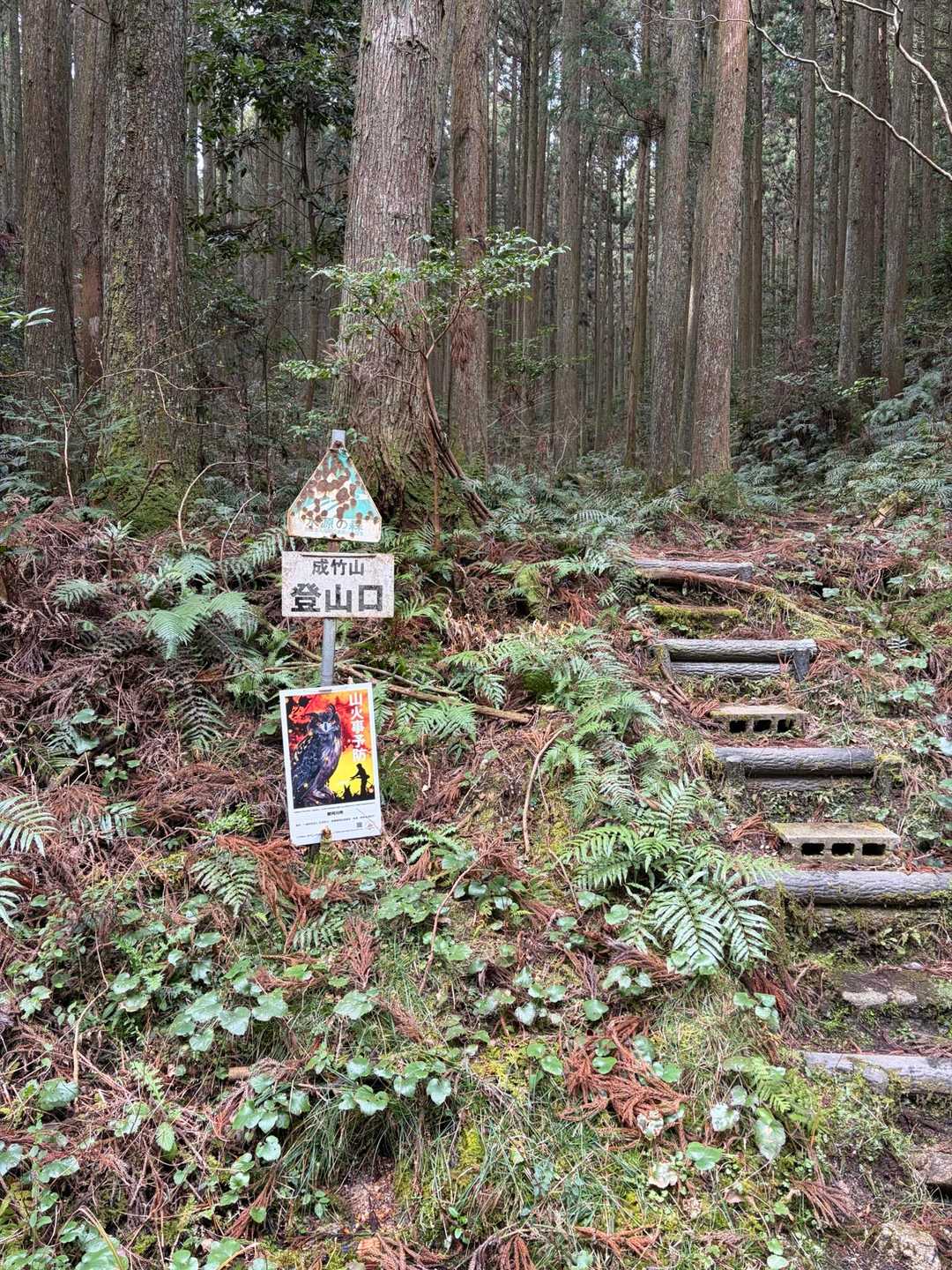 成竹山登山口-成竹山 往復コースの写真