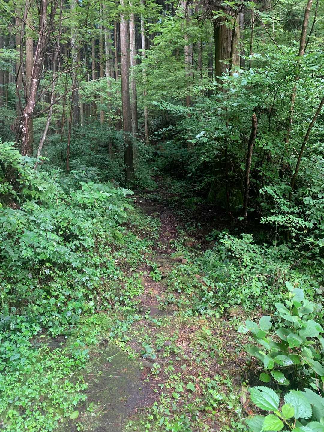ここから林道👍
ここまでの3k走るだけで、15分くらい縮まりそうです😄