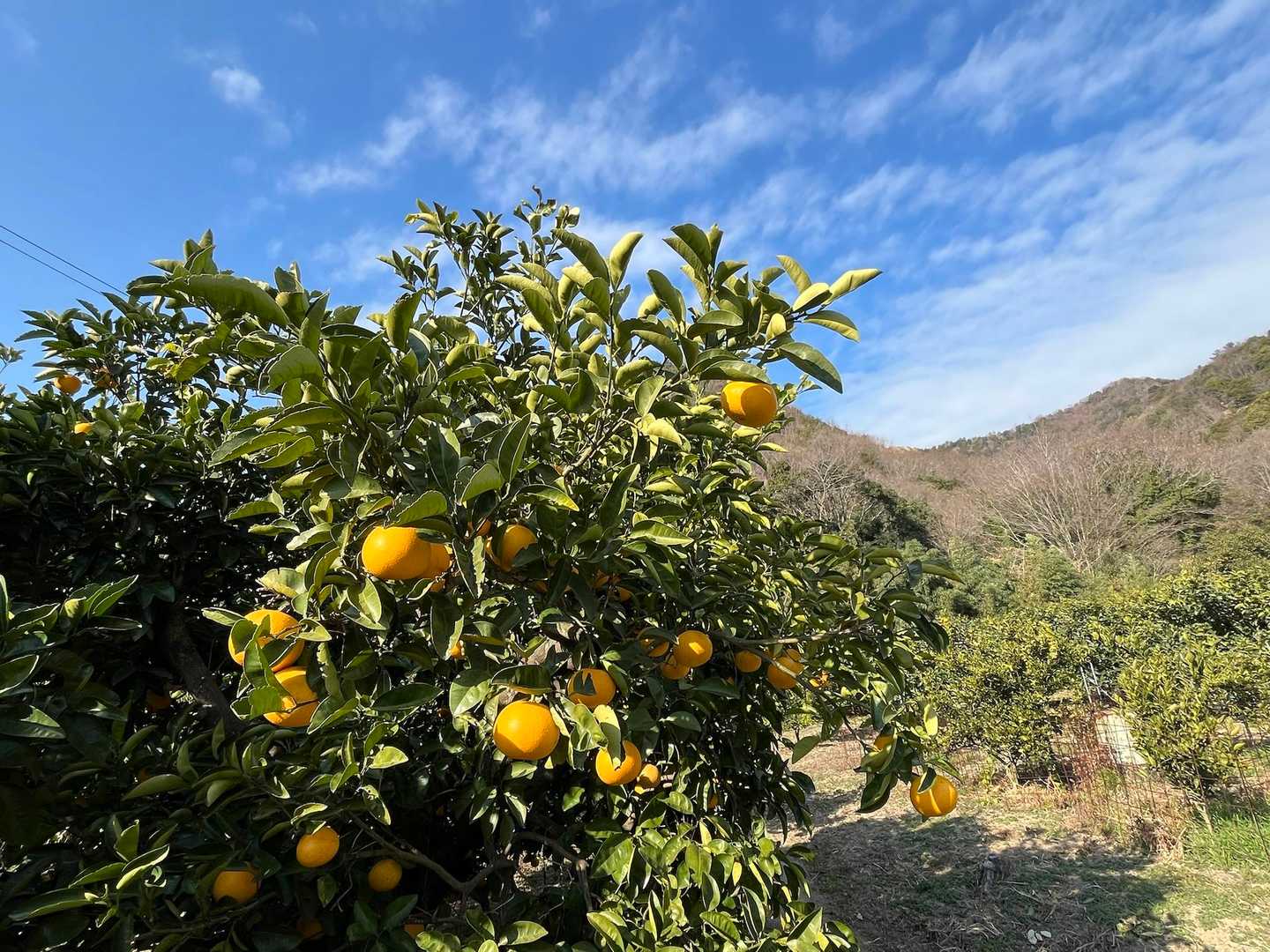 早速みかん🍊畑！