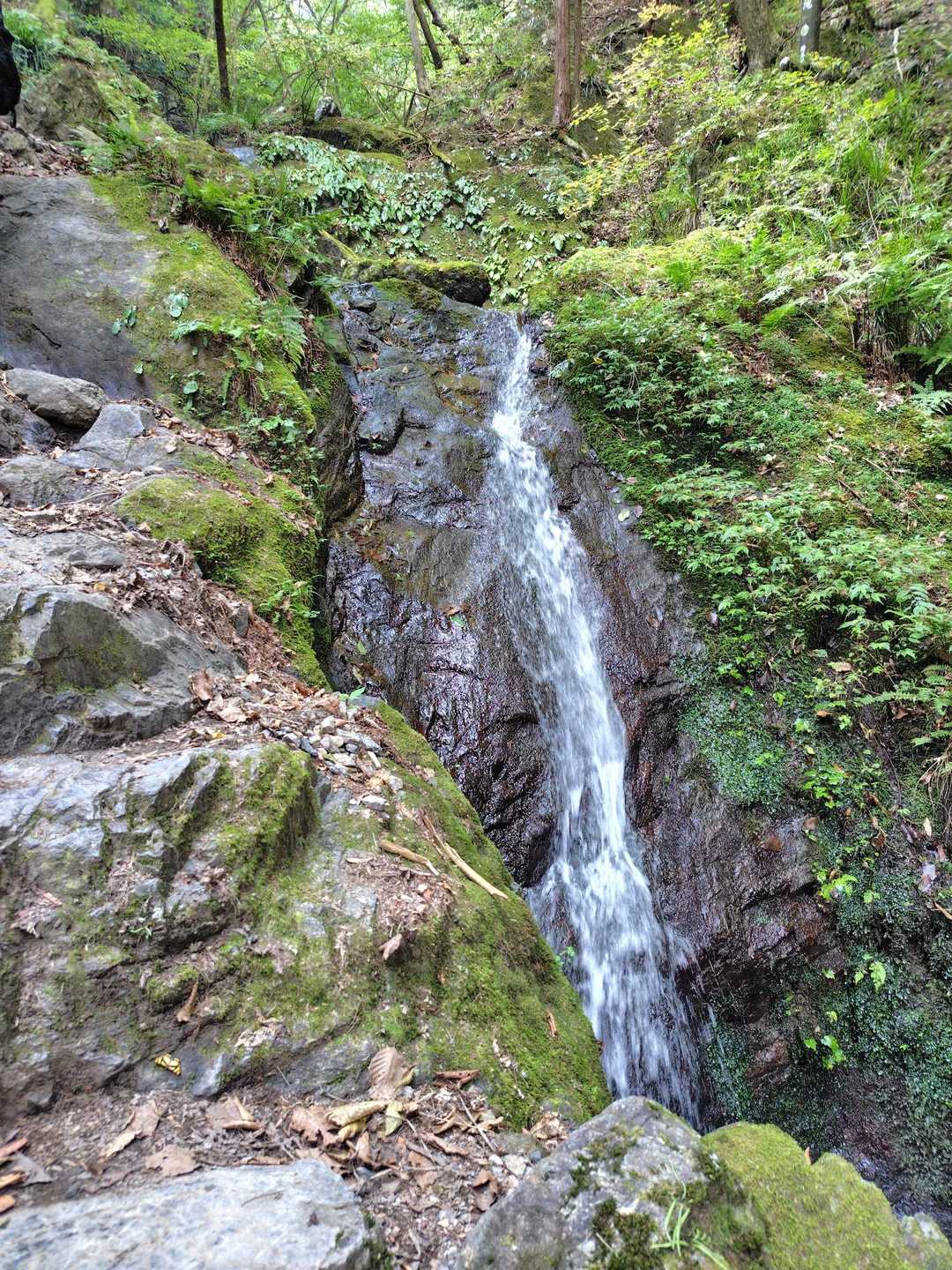 白谷沢登山口-権次入峠-棒ノ嶺 往復コースの写真