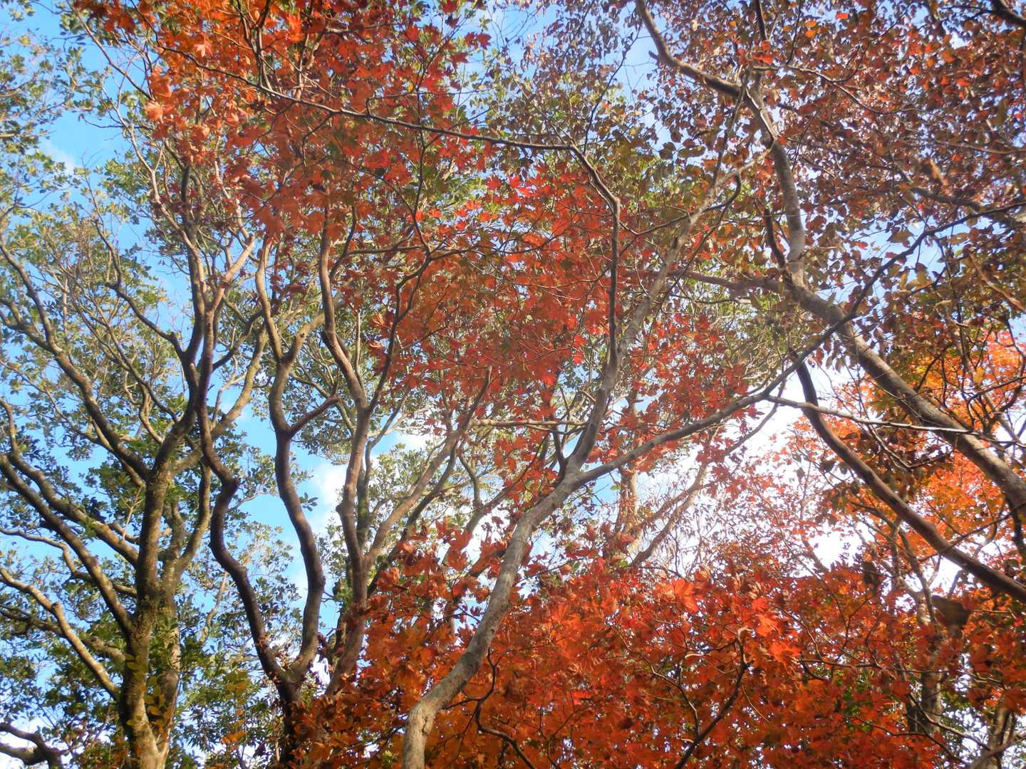 燃えるような紅葉🍁