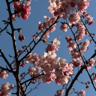 宮城の桜も待ち遠しい🌸*･