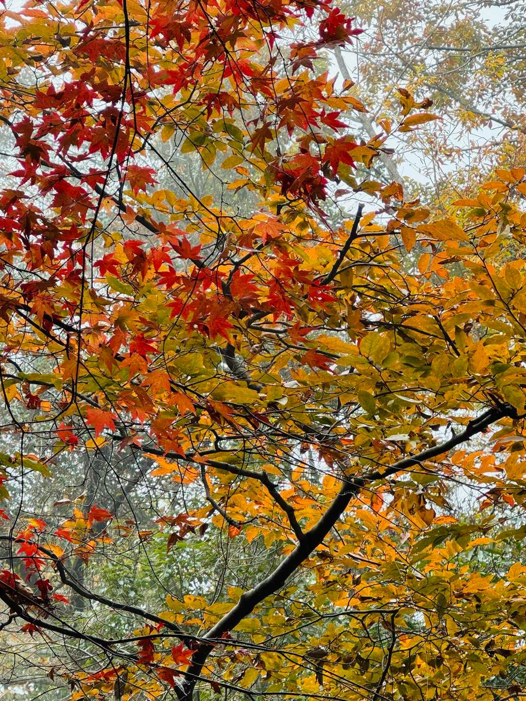 早速の紅葉🍁⠜