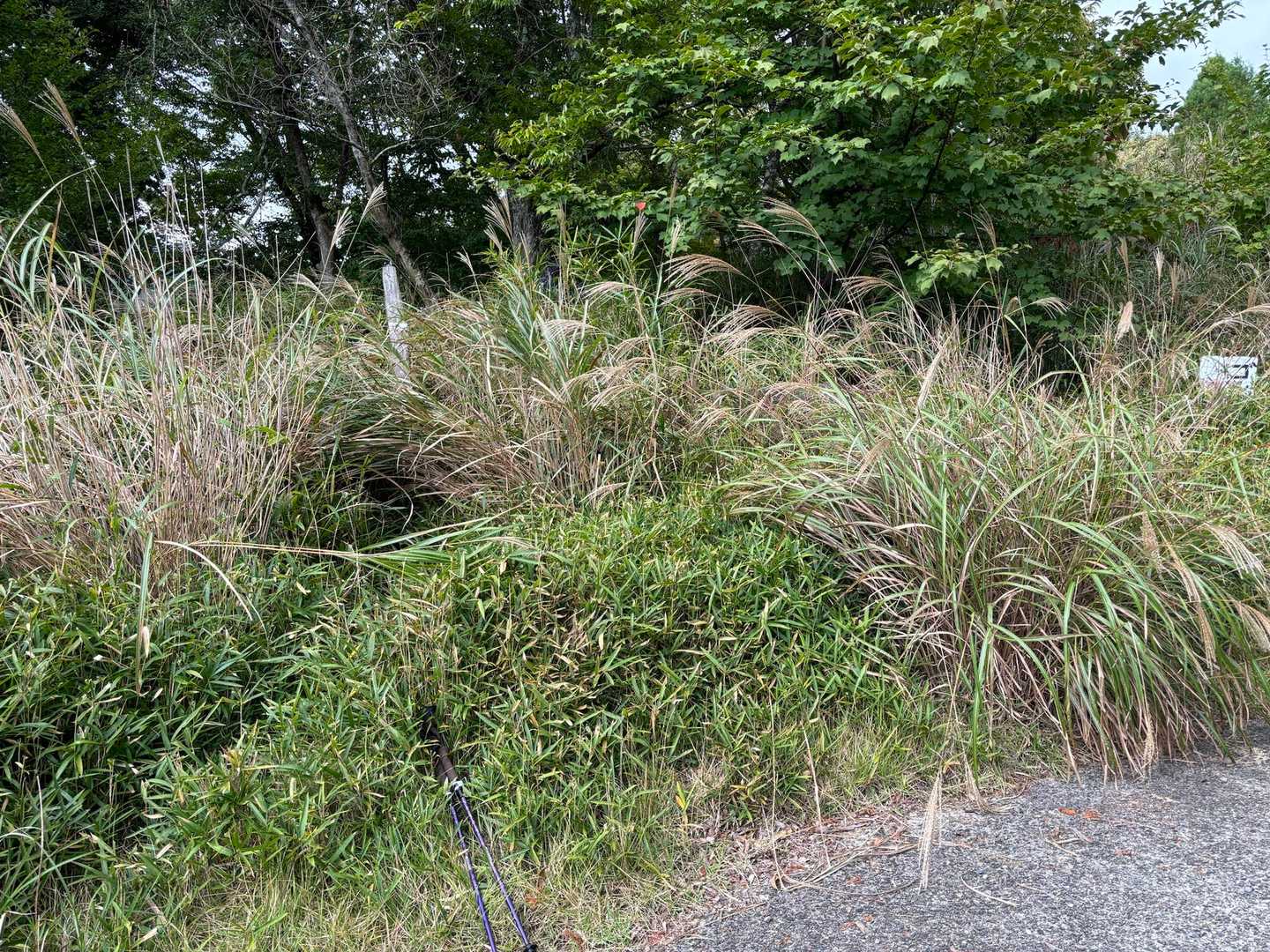  何処が入り口かわからず、ゴルフ場横に漸くらしき道発見。スタートから藪漕ぎ😱
後でわかったのは、ここは周回コースの出口でした。では、入り口は何処だったんだろ？