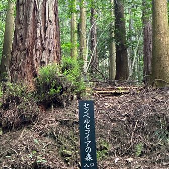 センペルセコイアの森の入り口から広場へ🚶🏼‍♀️👍