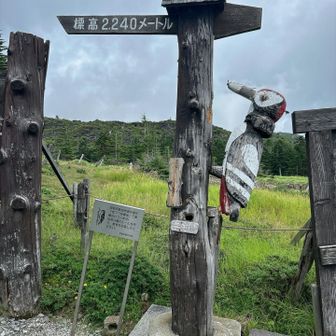 ロープウェイ駅のキツツキ
麦草峠に下る途中で雨に降られましたが無事げっざーん