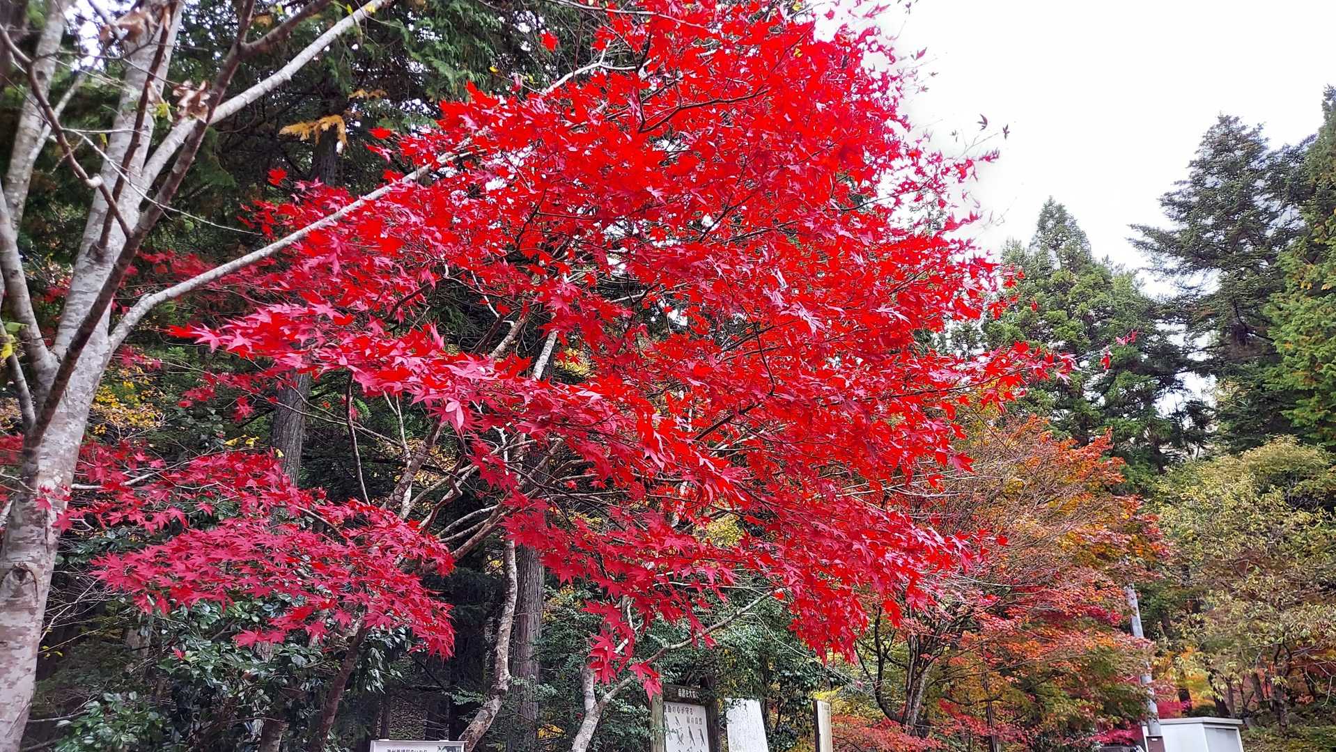 寂地峡入口-みのこし峠-寂地山 往復コースの写真