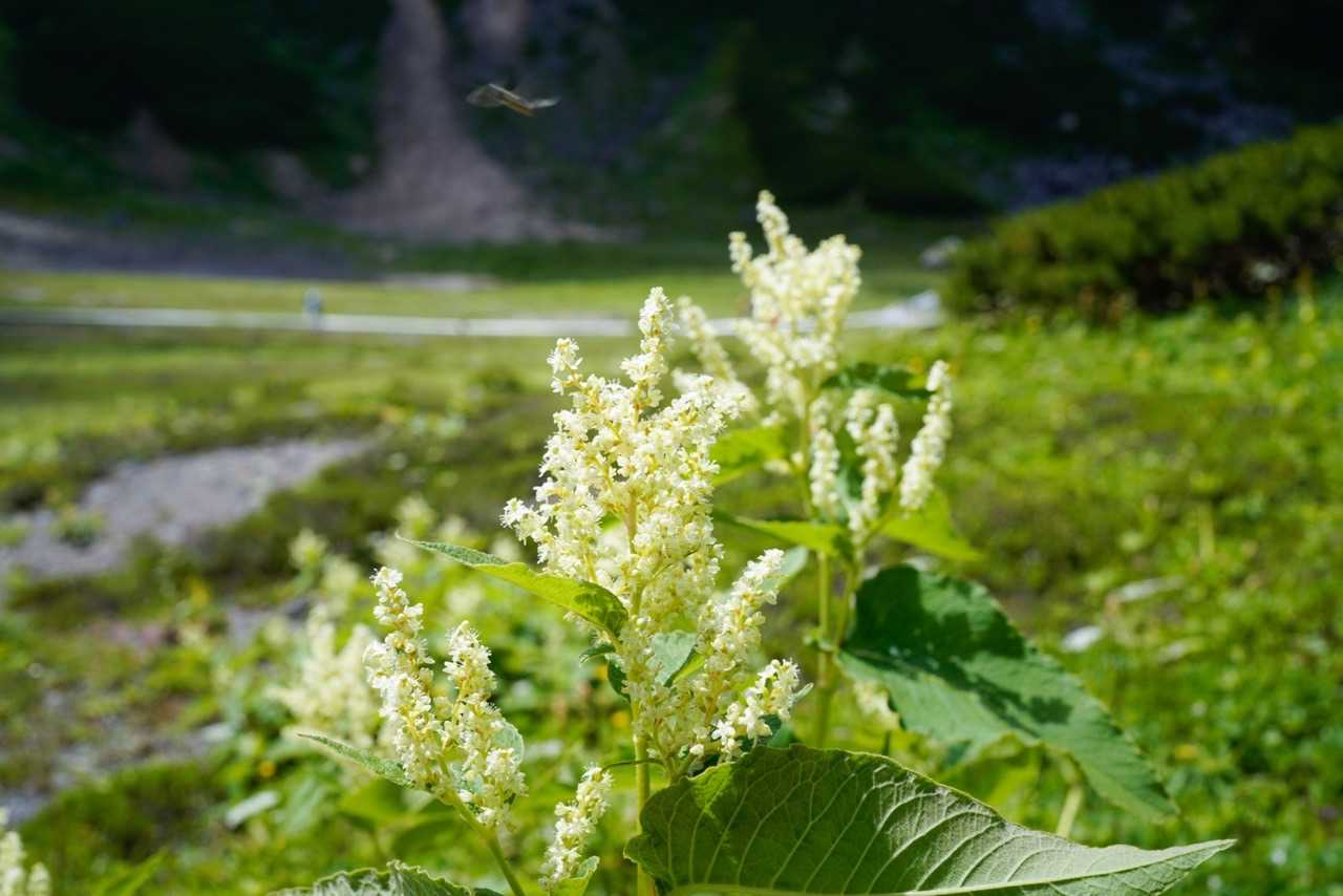乗鞍山頂バス停-魔王岳 往復コースの写真