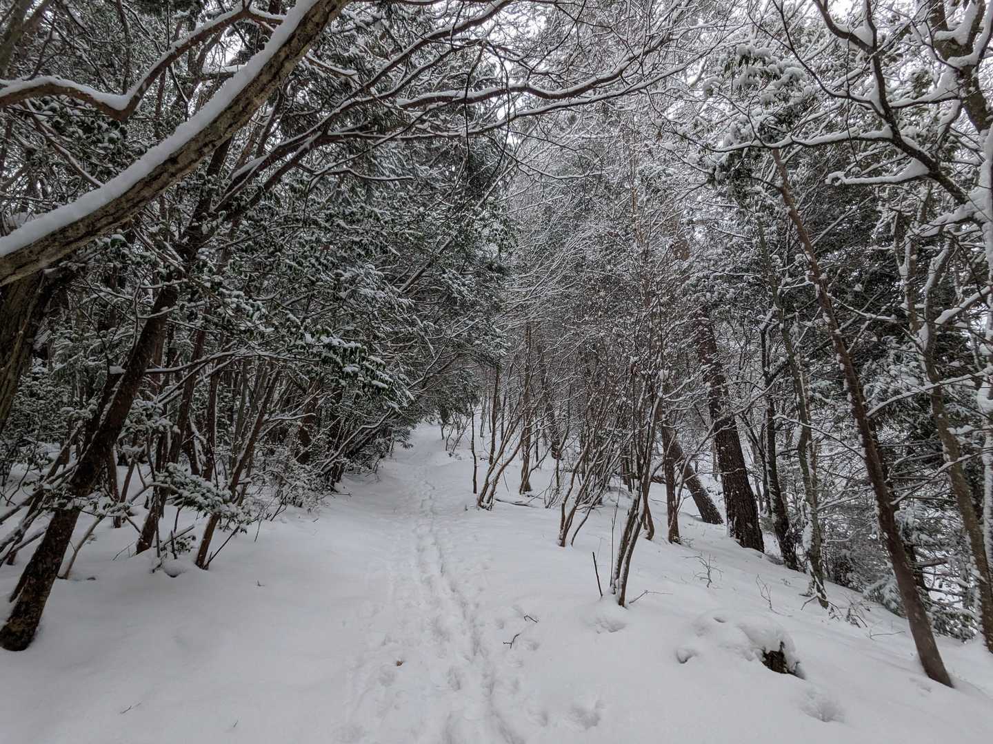 道路から登山道へ