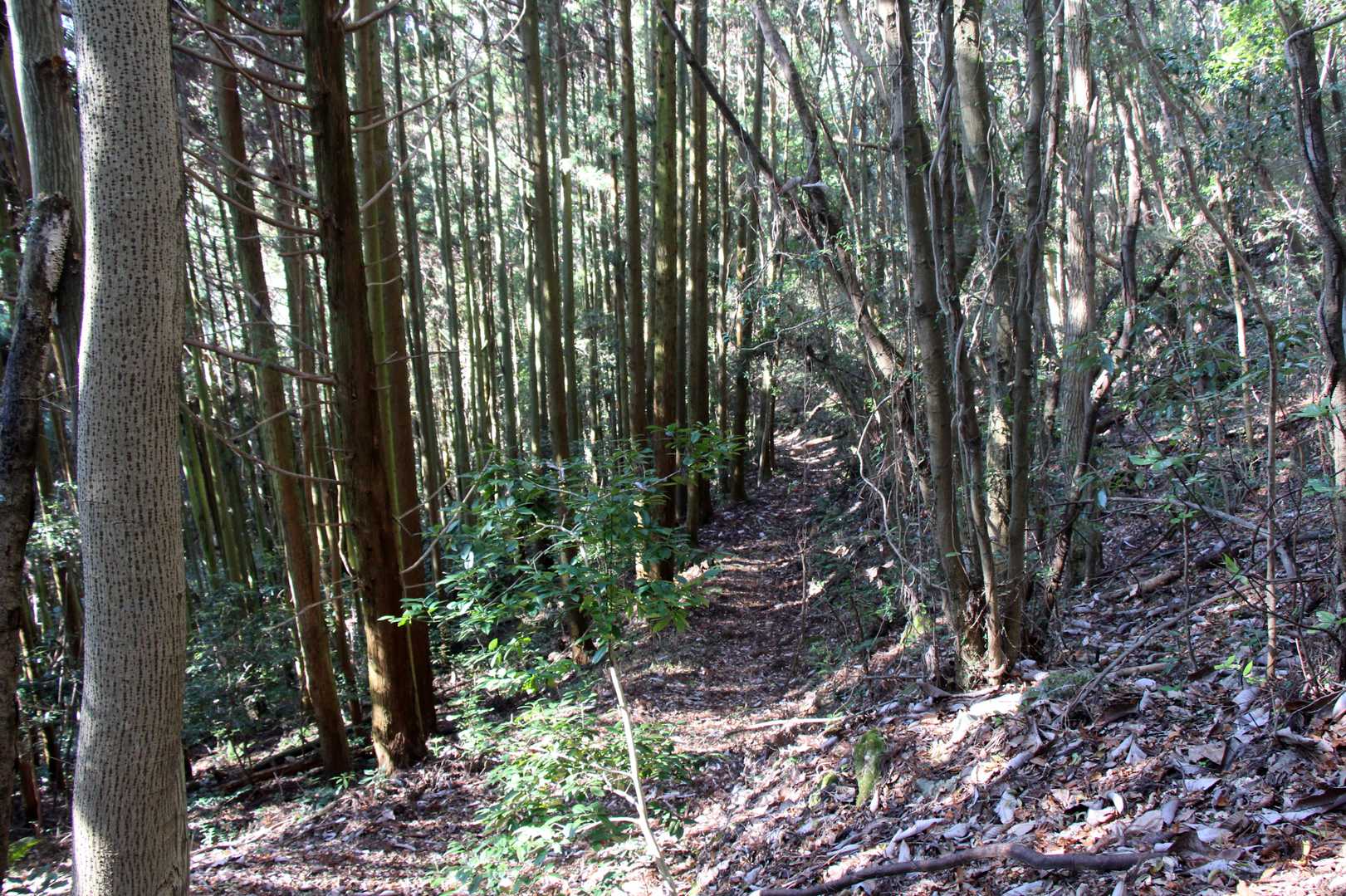何処までも歩き易い道