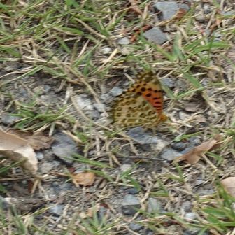 如意ヶ岳でヒョウモンチョウ撮影であそばれていました。なかなか撮影させてくれない。15枚撮影中一枚だけまともなのがこれ。帰路に向かう。
