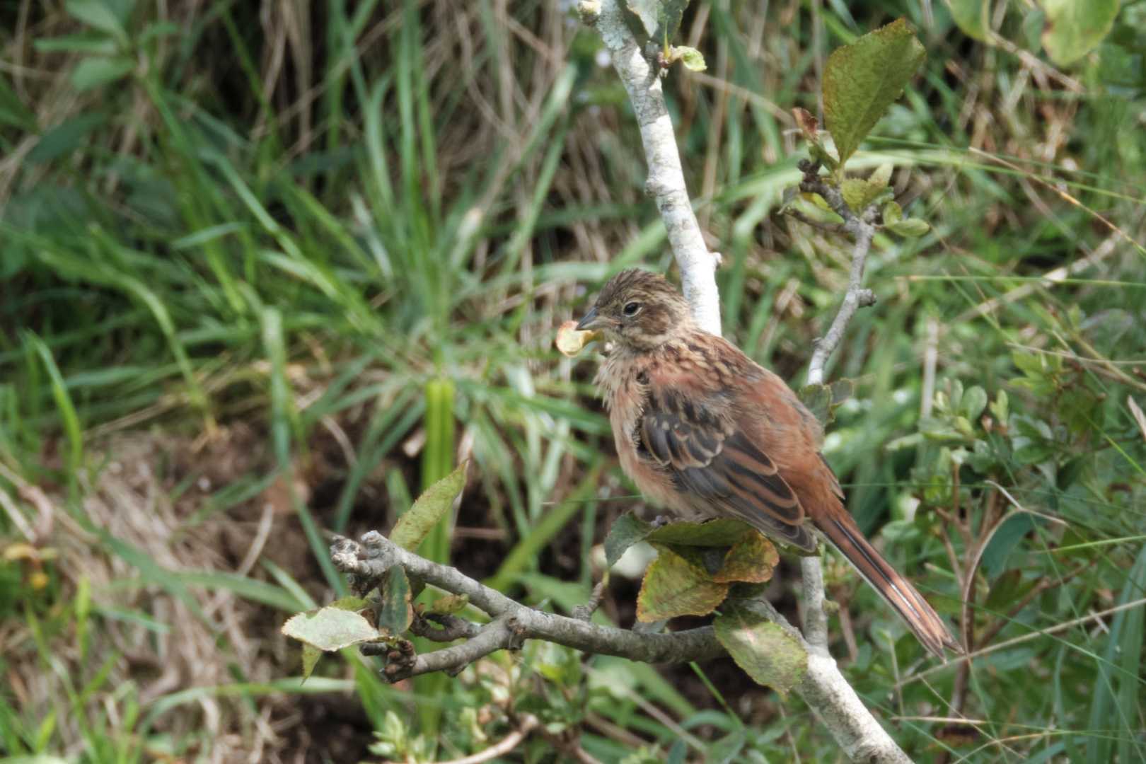 ヒバリの幼鳥？？