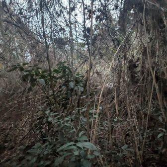 予感的中

入り口の階段は良かったけど、途中から荒れ気味で突然の薮💦
写真で見るより暗くて目視では難しく、これをなぎ倒す時間はないのでギリギリのここまで😅