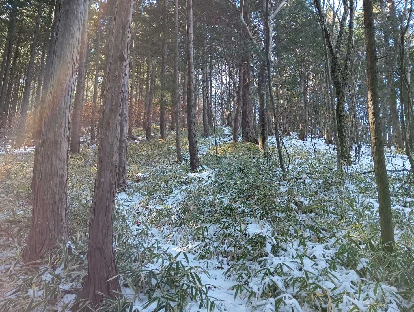 笹藪の登りルートを🚶