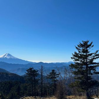 実際👀見るとおおーって声出ます