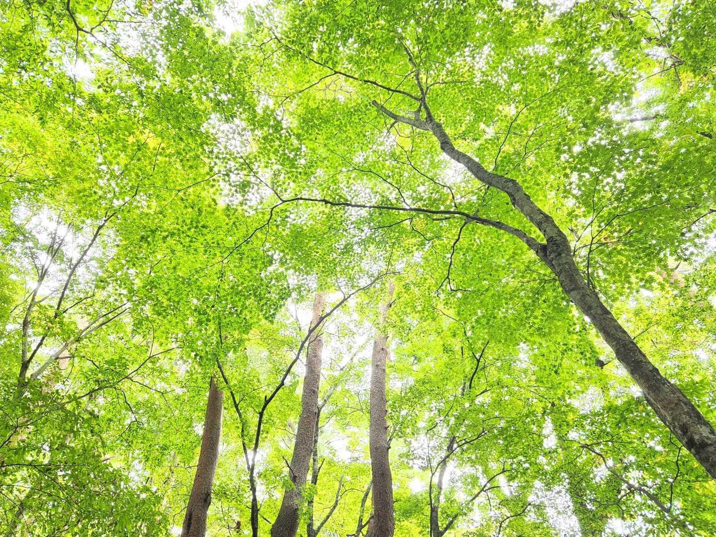 滝戸山登山口-滝戸山 往復コースの写真