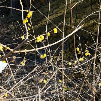 あれっ、蝋梅？？まだ香らないけど、、