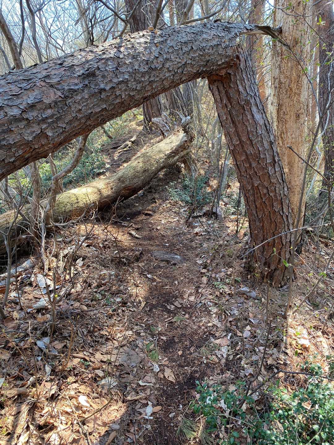 千歳山-護摩山 往復コースの写真