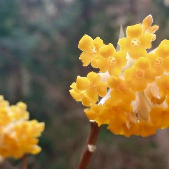 ミツマタもみかけました