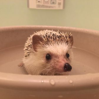 おもちけんざん