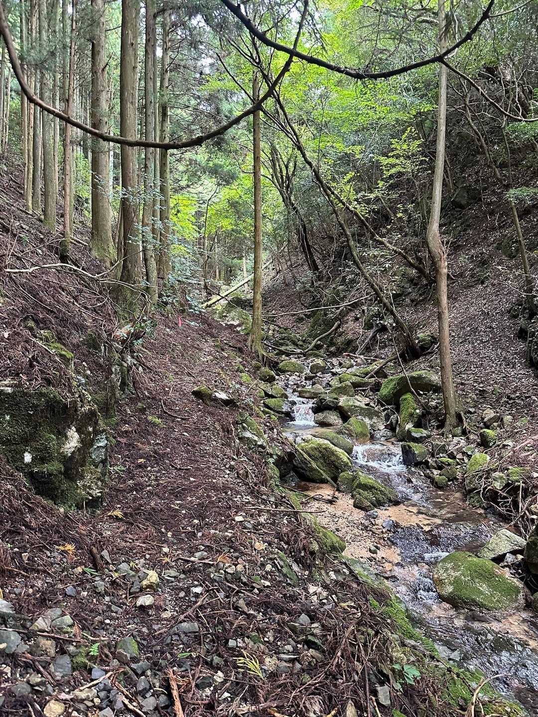 登りはカワラゴバルートで。
しばらく沢沿いをゆっくり上げてきます。
ずっとこんな感じやと思ってました。
