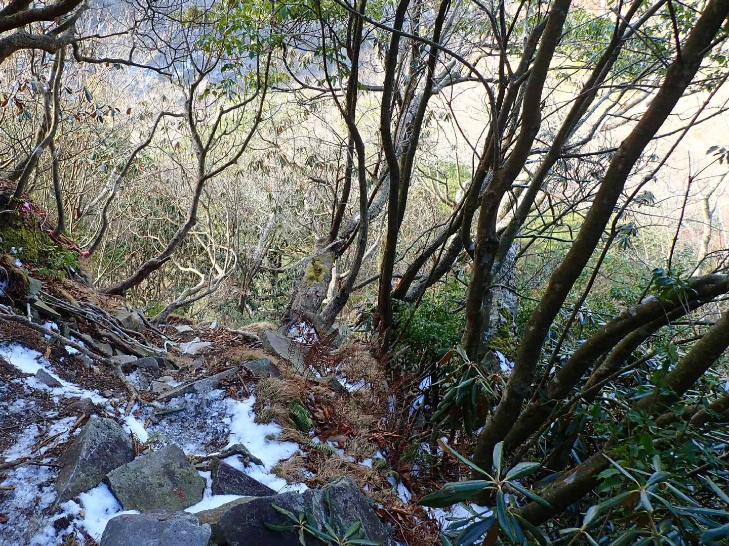 石楠花の急登