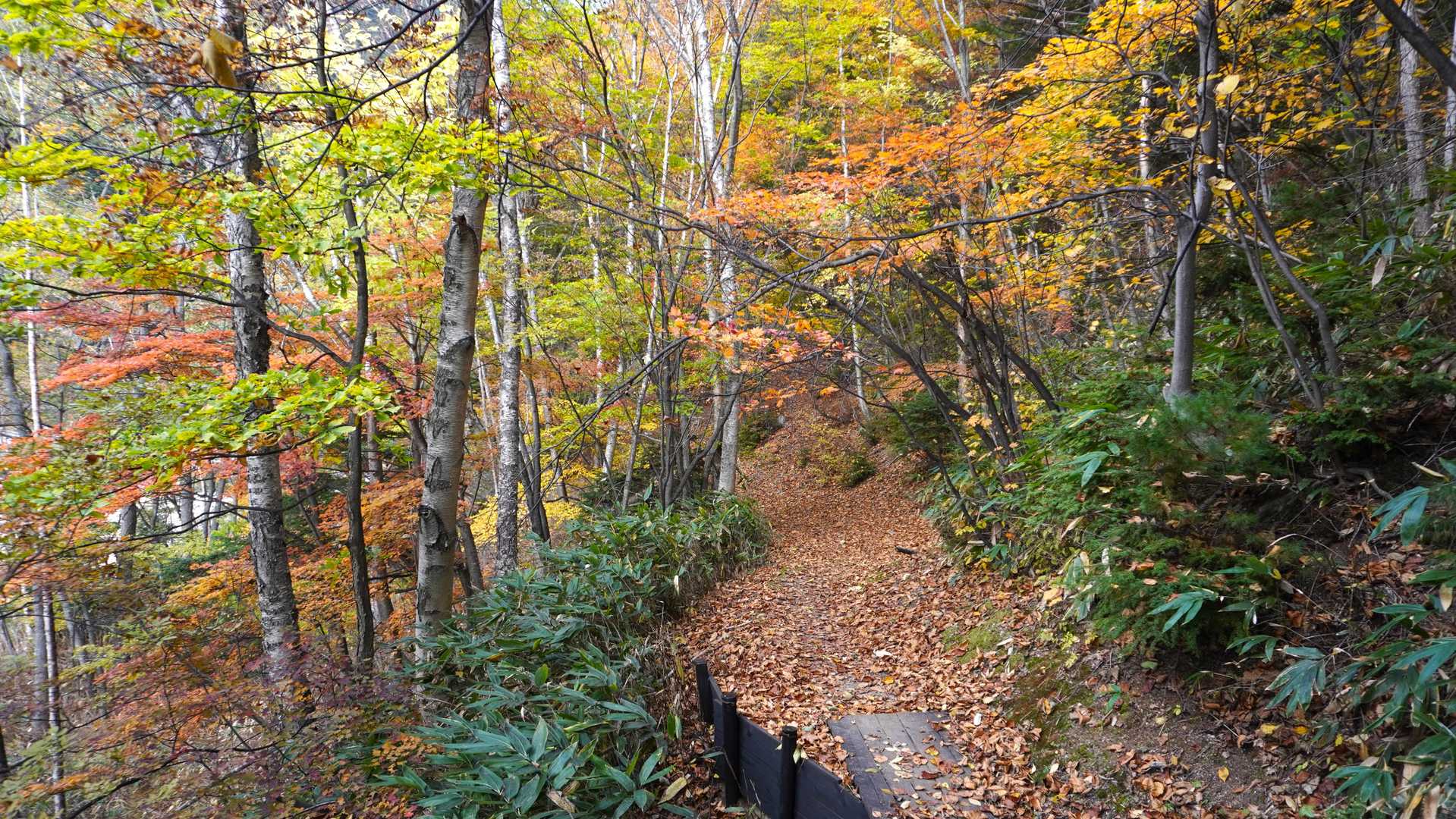 🍂枯れ葉歩きが気持ち良い。