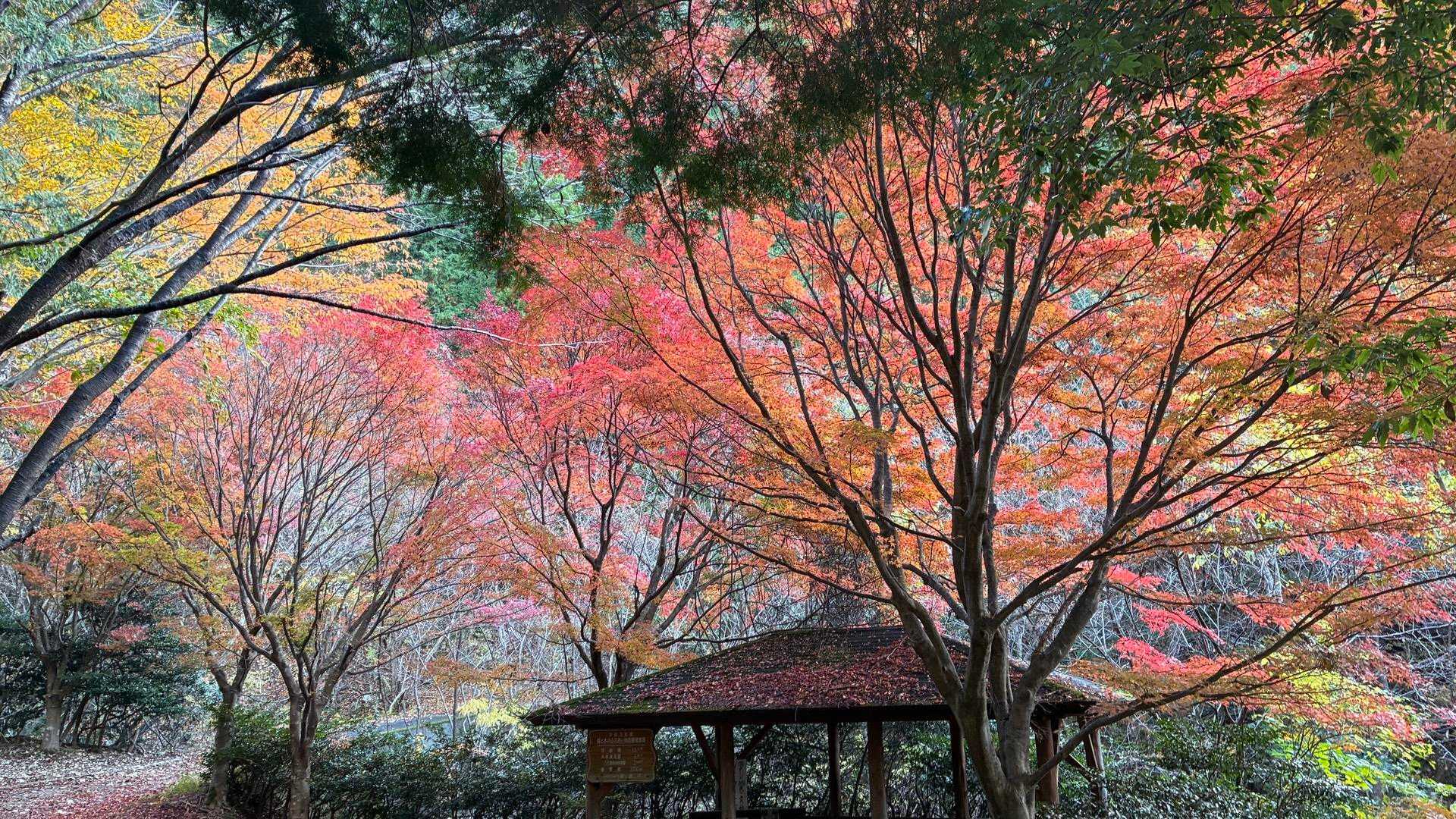高賀山登山口-御坂峠-高賀山 往復コースの写真