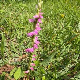 一般的にネジバナ（捩花）、学名でスピランテス（Spiranthes sinensis）と呼ばれているものです。
ラン科の植物で、小さな花が茎の周りにらせん状にねじれて咲く姿がとても特徴的です。野原や芝生、日当たりの良い草地などでよく見かける可愛らしい野生のランです。