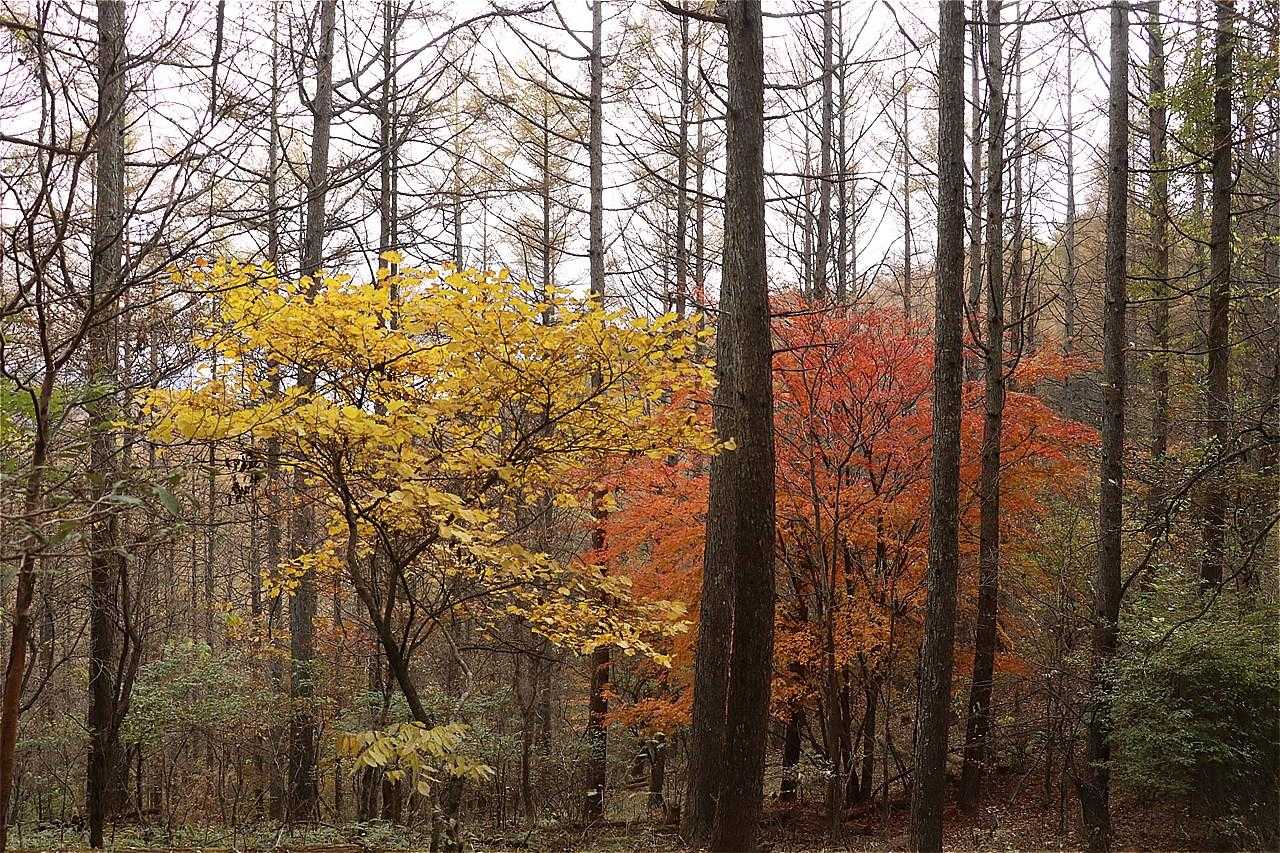 🍁🍂✨