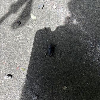 登山中のカブトムシは久しぶり。撮影後は、うん10年ぶりに持って、端の涼しい方へ移動してあげました。
