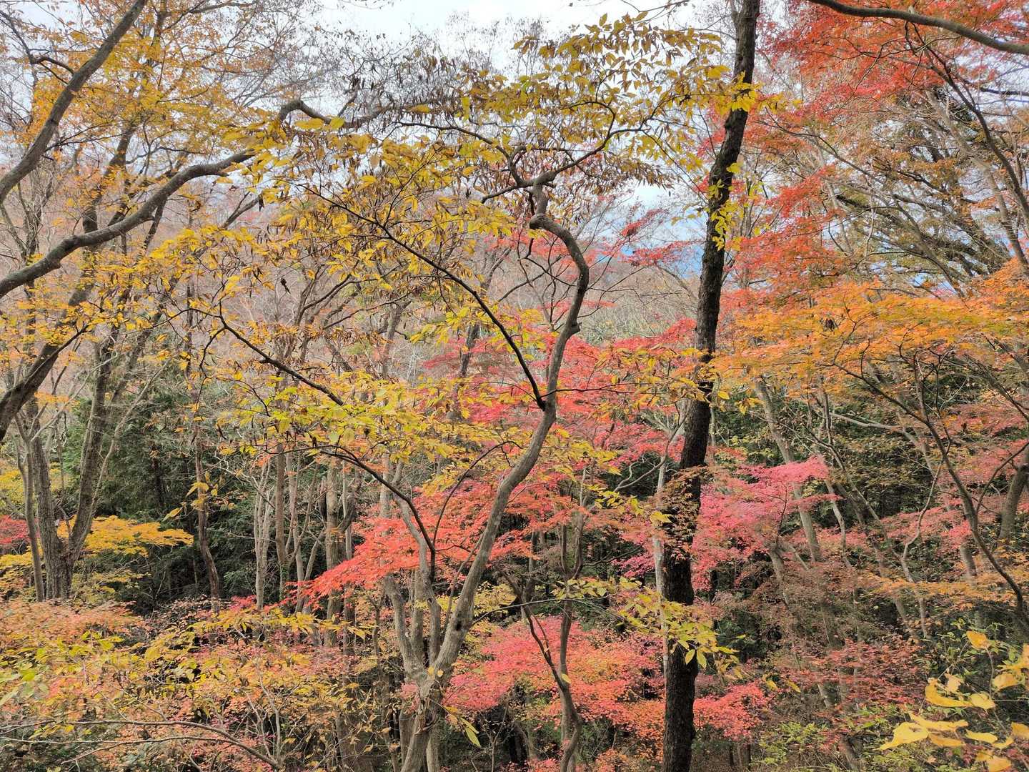 鍋転山-月居山-月居観音堂 周回コースの写真