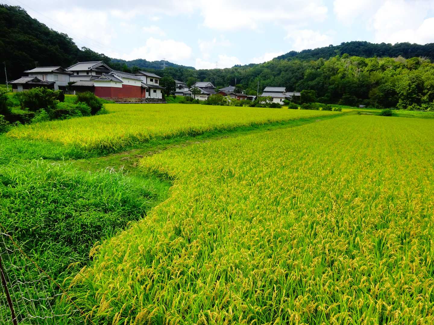 稲穂が頭を垂れてます🌾