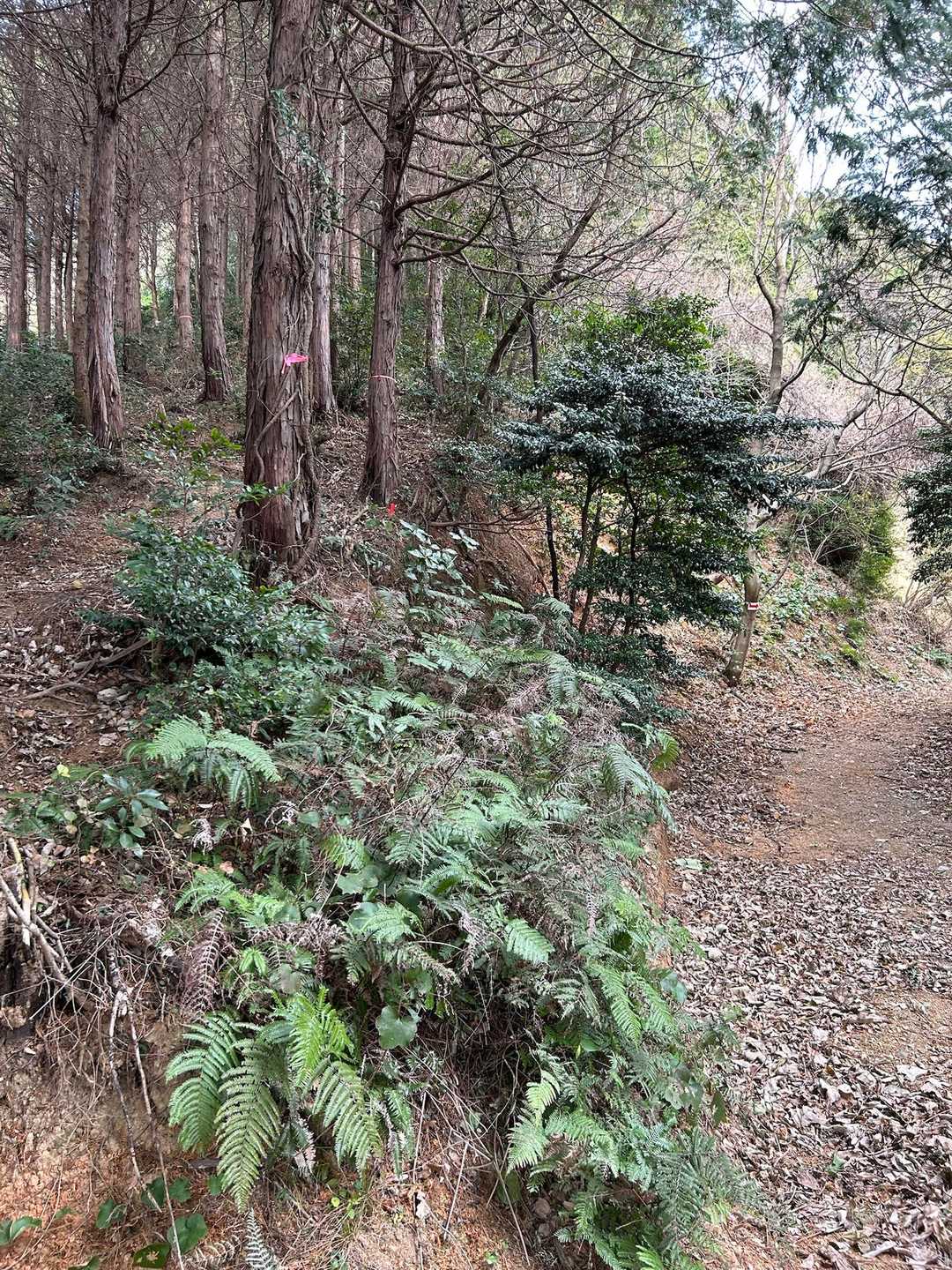 直登分岐。右手はゆるやかコース。私は左手の🎀の見えるコースへ進みます。