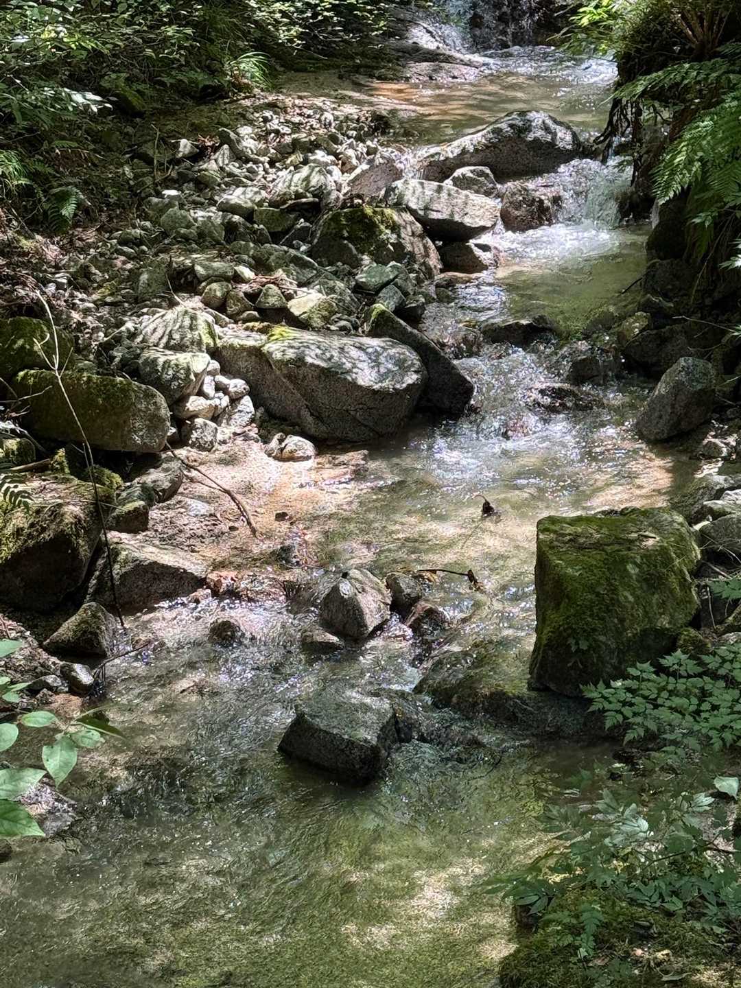 沢の流れに光が反射してきれいです
